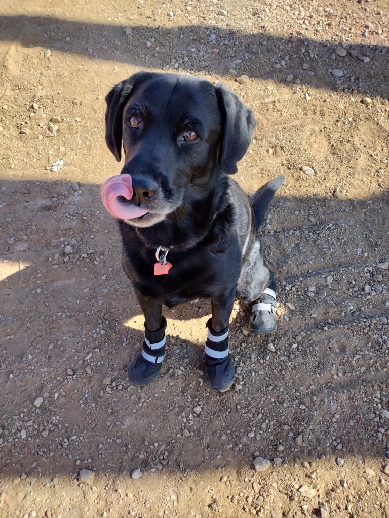 Dog with boots on